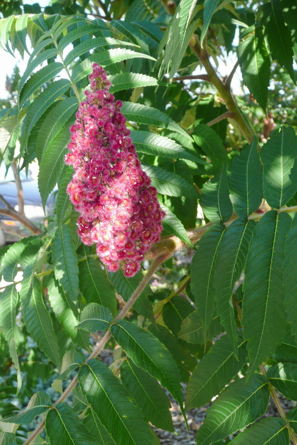 Staghorn Sumac